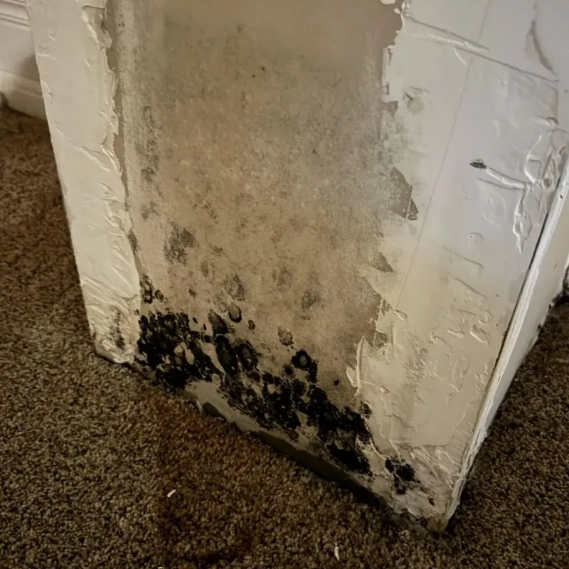 Professional Mold Removal in Hilbert, WI